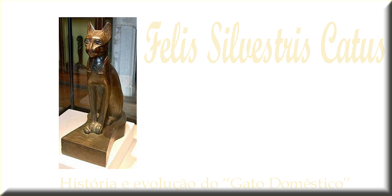 Felis Silvestris Catus