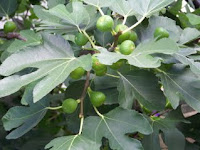 Astoria Figs