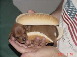 HOT DOG!