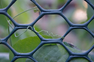 Fence and tendril