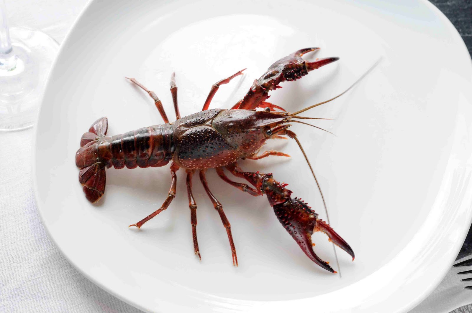 gastronauta: CANGREJO DE RIO