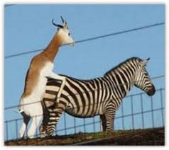 Venom97 Kelakuan Unik Binatang Jika Sudah Nafsu