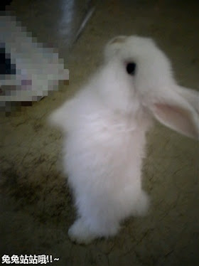 我家的可爱兔...