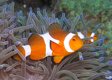 CLOWN FISH