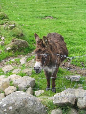 [donkey2.jpg]
