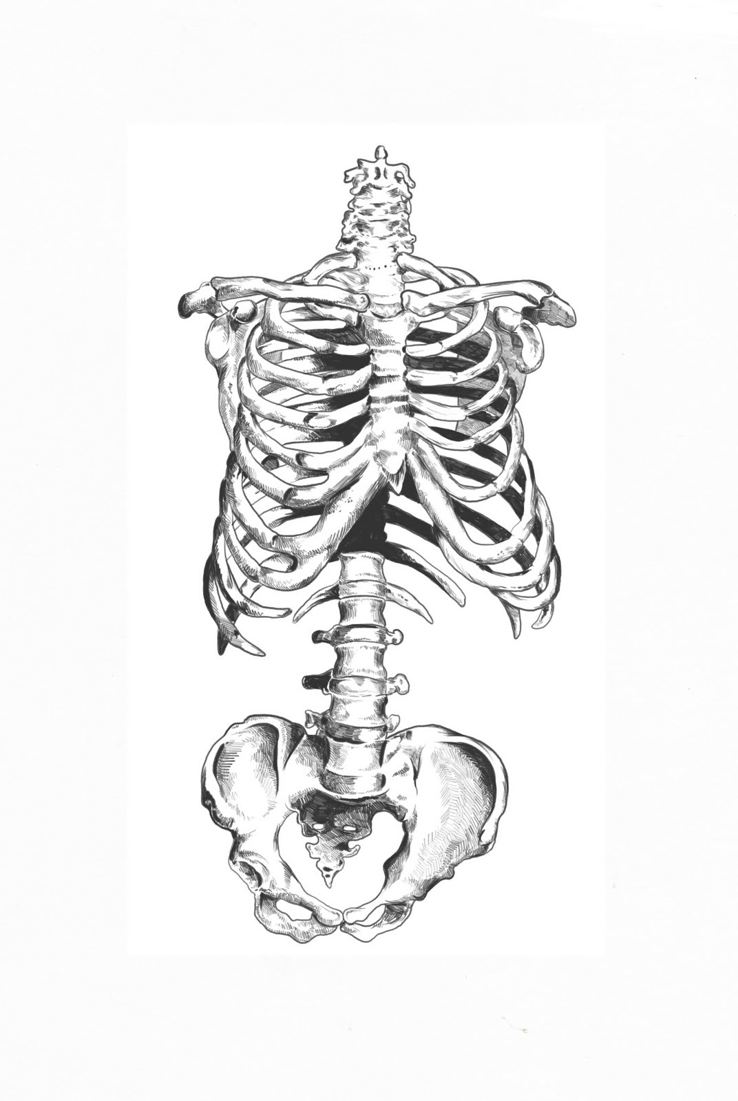 Will draw For Food rib sketch