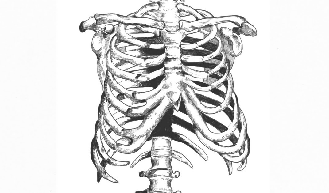Will draw For Food rib sketch
