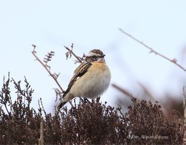 [Blolg+Whinchat+male++Longmynd+2+5+09+++IMG_2839_filtered.jpg]