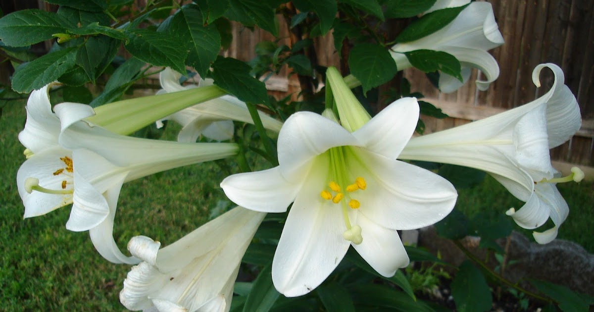 Garden View Easter Lilies (Lilium Longiflorum, Lilium Candidum