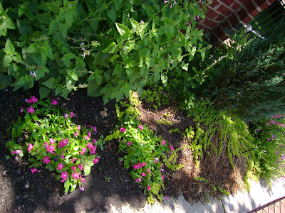 Garden View: Ground Cover