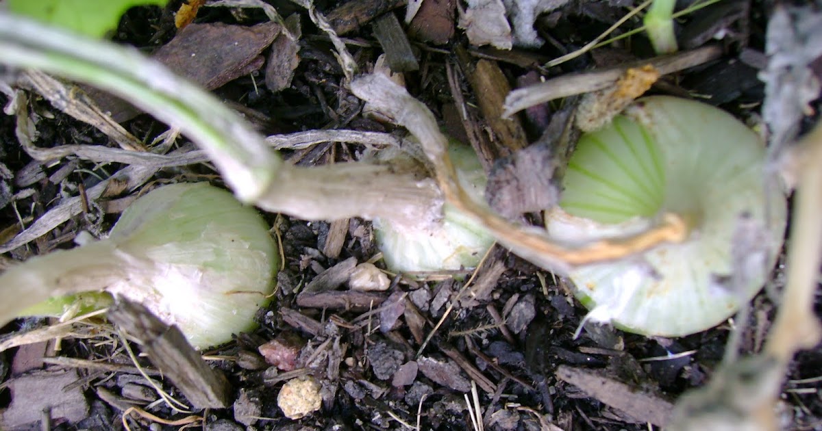 Garden View Life Cycle of Green Onion