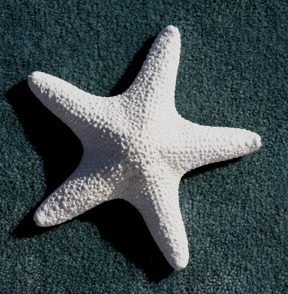 A Sea Star