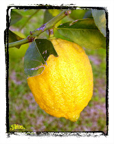 Lemon Tree