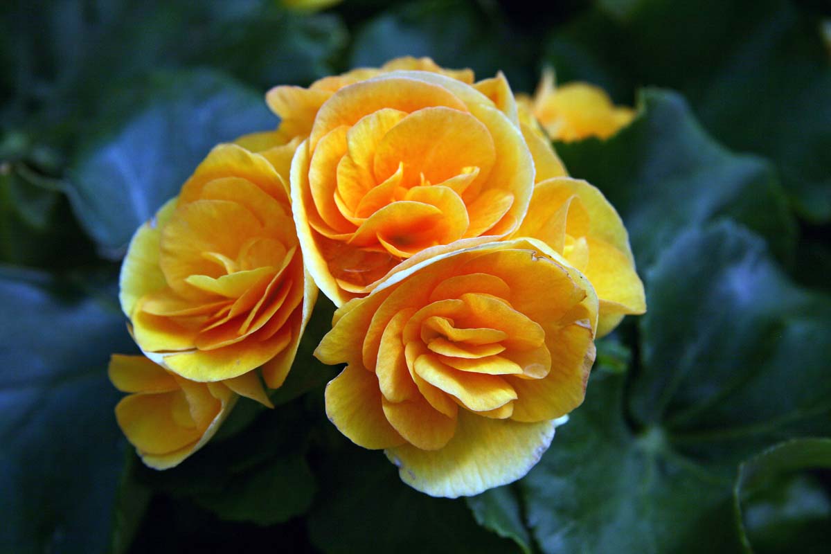 John and Sigrid's Adventures The Overland Park, Kansas Arboretum