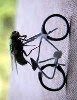 [Mosca+1.jpg]