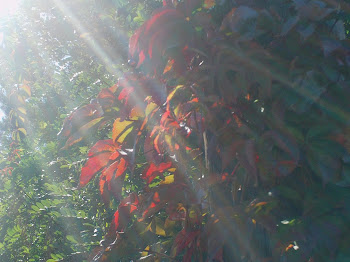 Fall Beauty