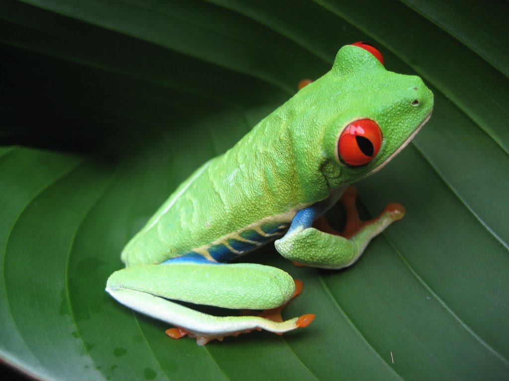 [Costa+Rican+Frog.jpg]