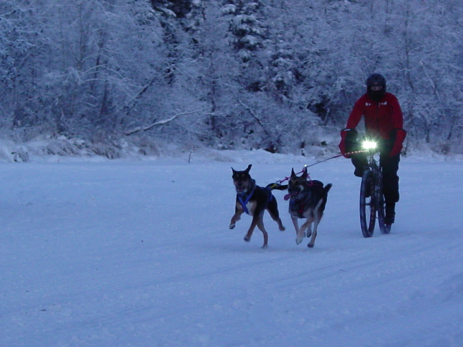 Winter Cyclist More on BikeJoring