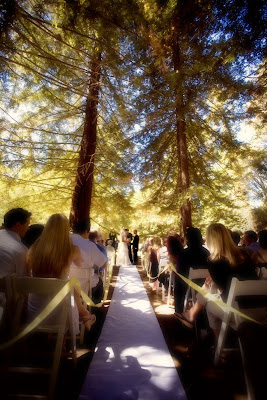 Tiffany Ethan s Forest photo
139100-1