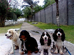 Cocker spaniel inglês