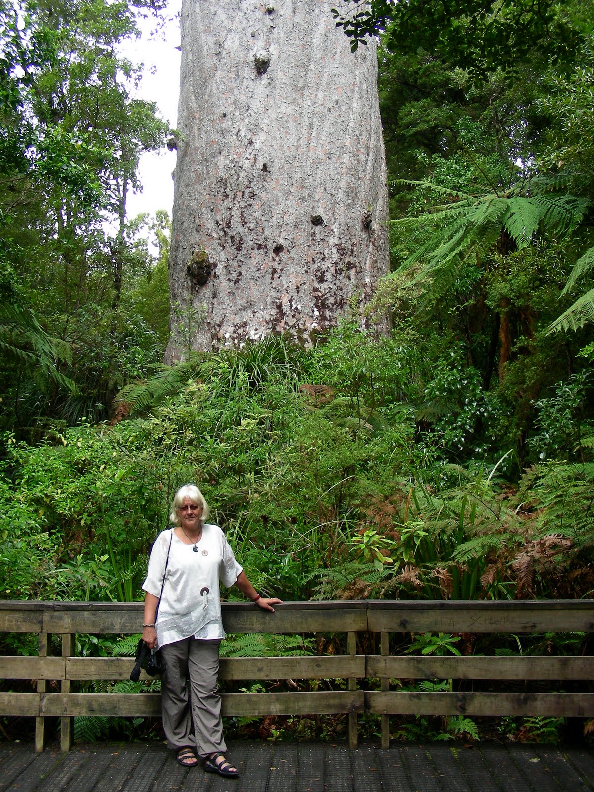 De wereld rond in 70 dagen The biggest Kauri tree in New Zealand