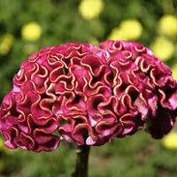Сухите цветя Celosia_thumb
