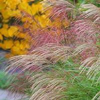 Сухите цветя Miscanthus_thumb