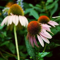 Сухите цветя Echinacea_thumb