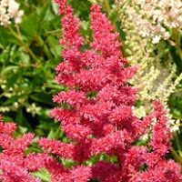 Сухите цветя Astilbe_thumb