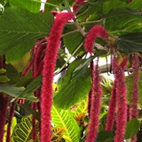 Сухите цветя Amaranthus_thumb