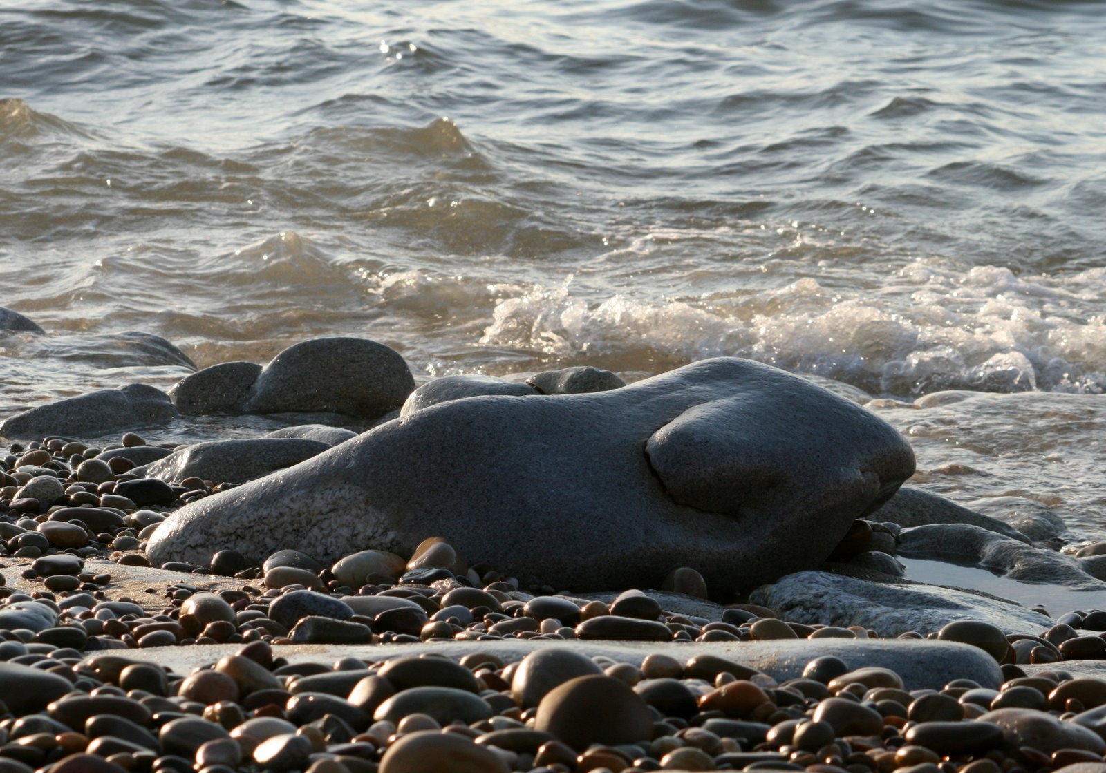 [SEA_ANIMAL_ROCHA_3.jpg]