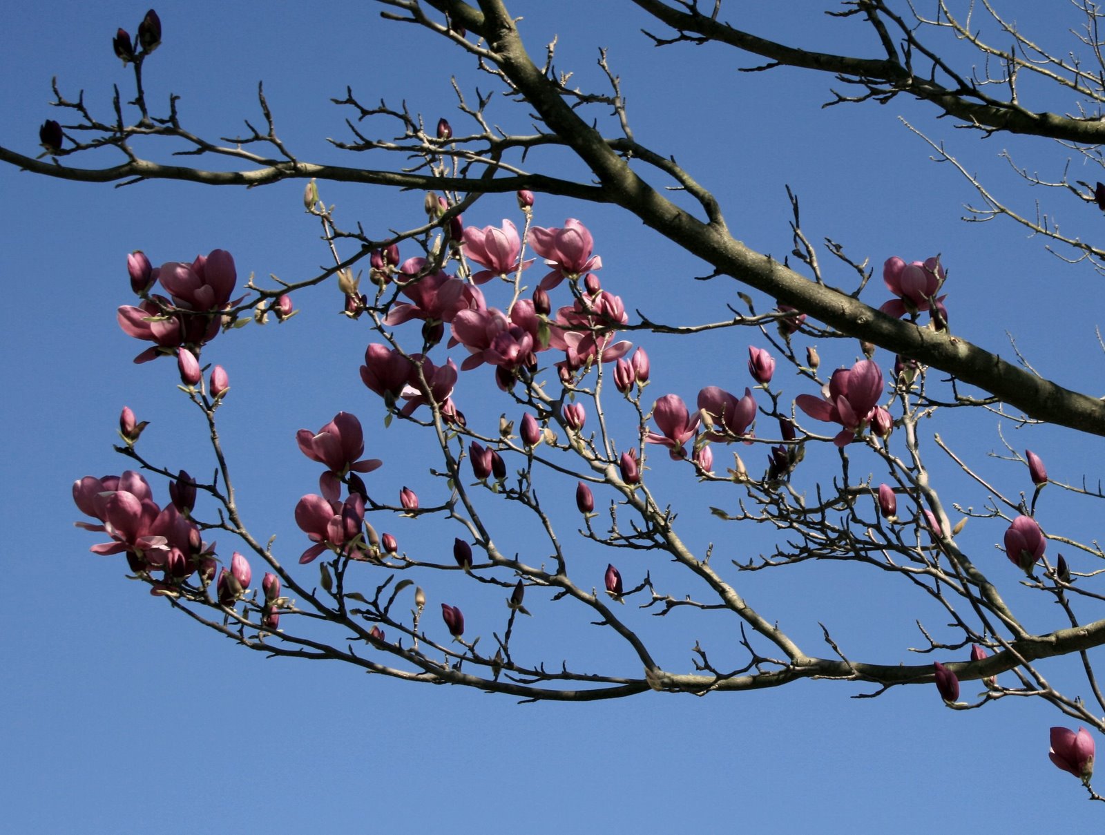 [DETALHE_MAGNOLIA.jpg]