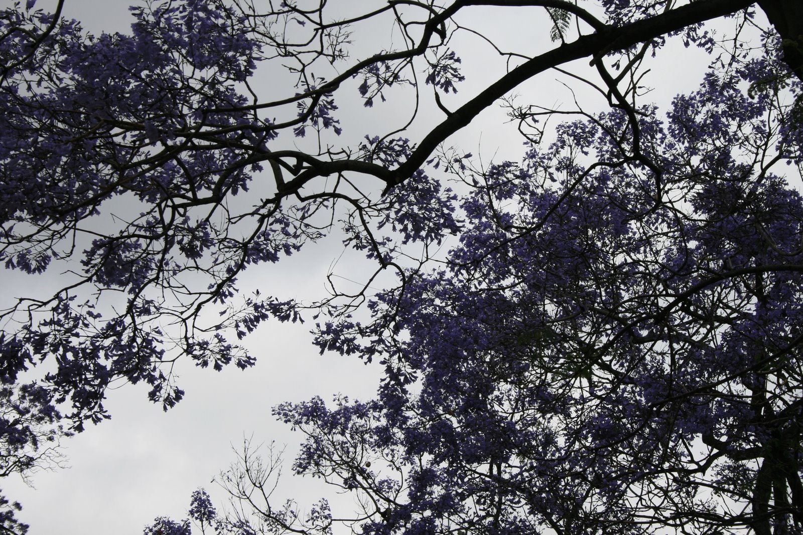 [jacaranda2.jpg]