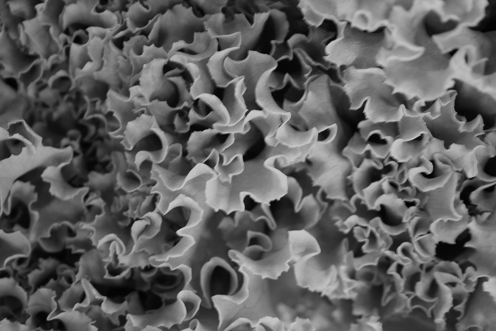 [AL_FACES_cinza.jpg]