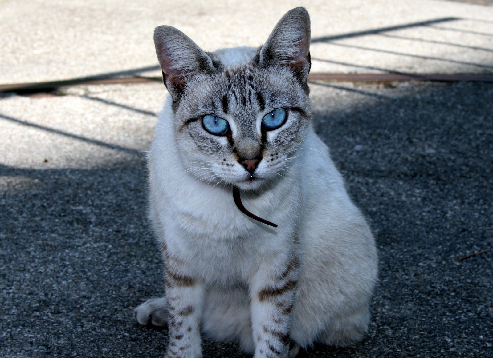 [BLUE_EYES_CAT.jpg]
