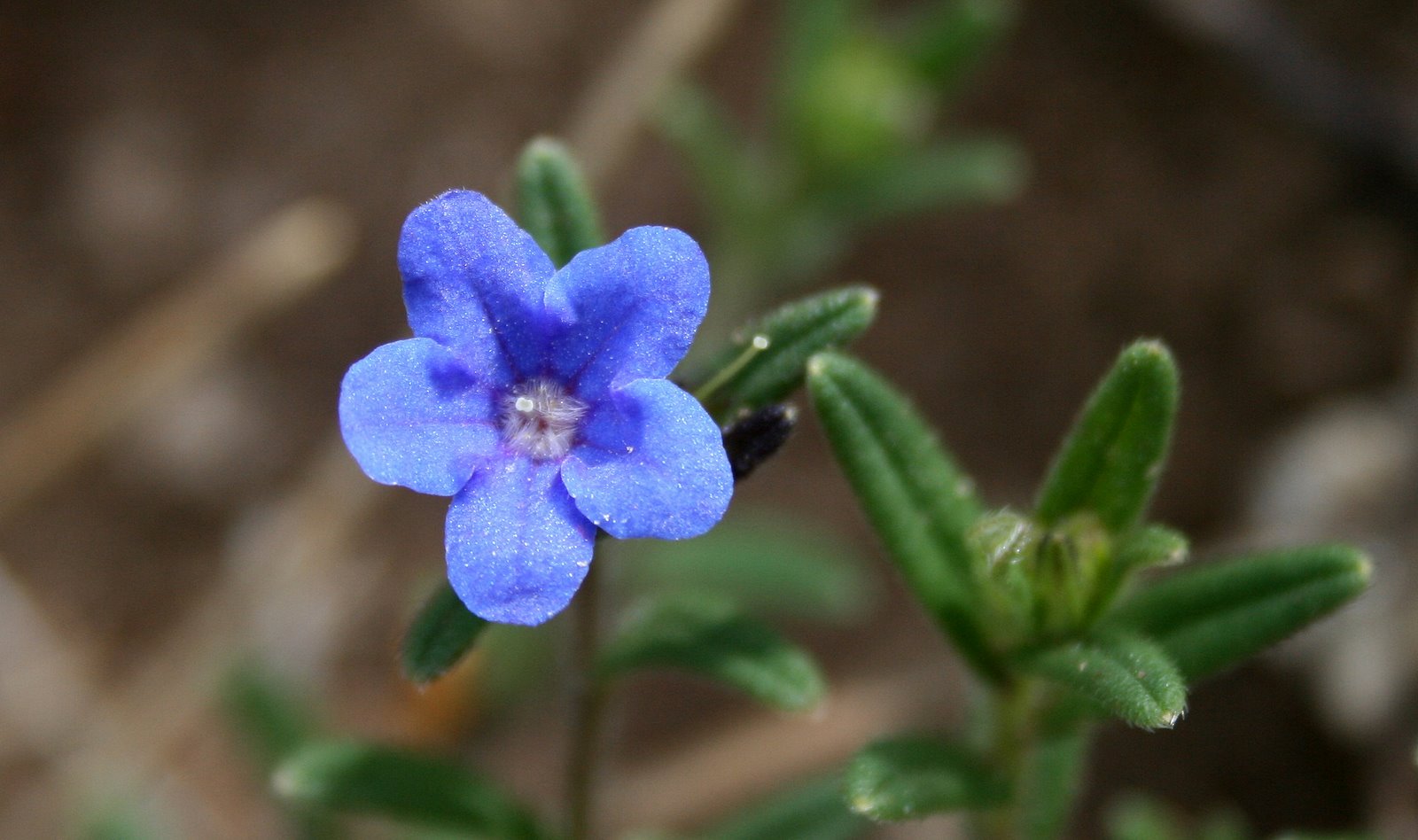 [LITLE_BLUE_FLOWER.jpg]