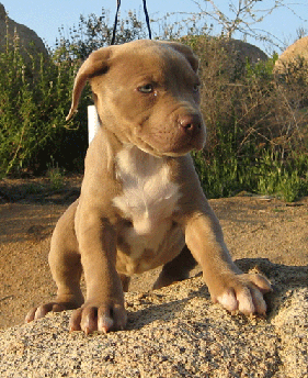 pittbull puppy pitbull pitbull puppy pittbull puppy pitbull pitbull puppy