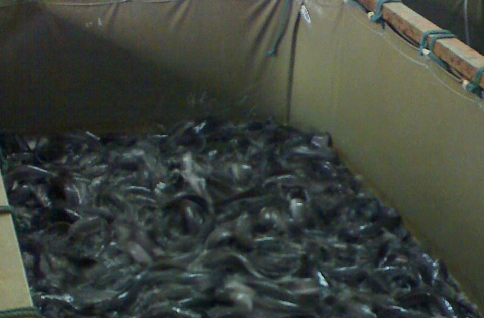 Business plan ikan keli 06 picture