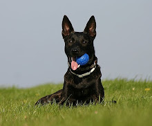X-Hollandse Herder