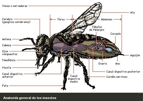 Partes de Un Insecto