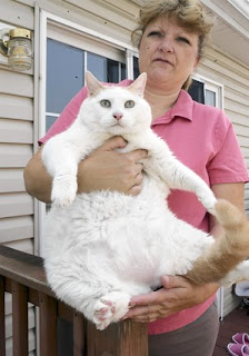 cat-fat.jpg