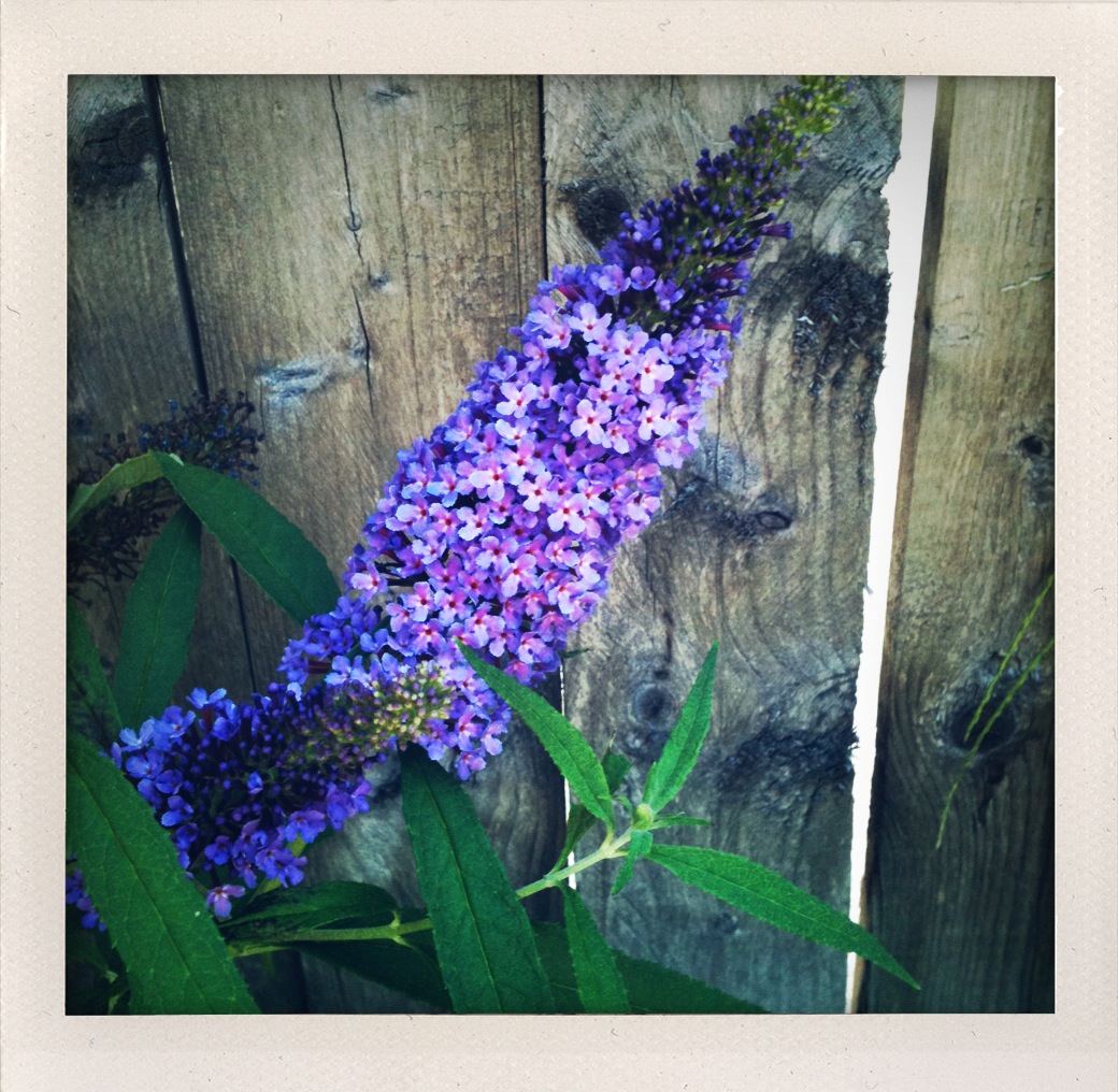 Blooms In February Ramblings From A Desert Garden