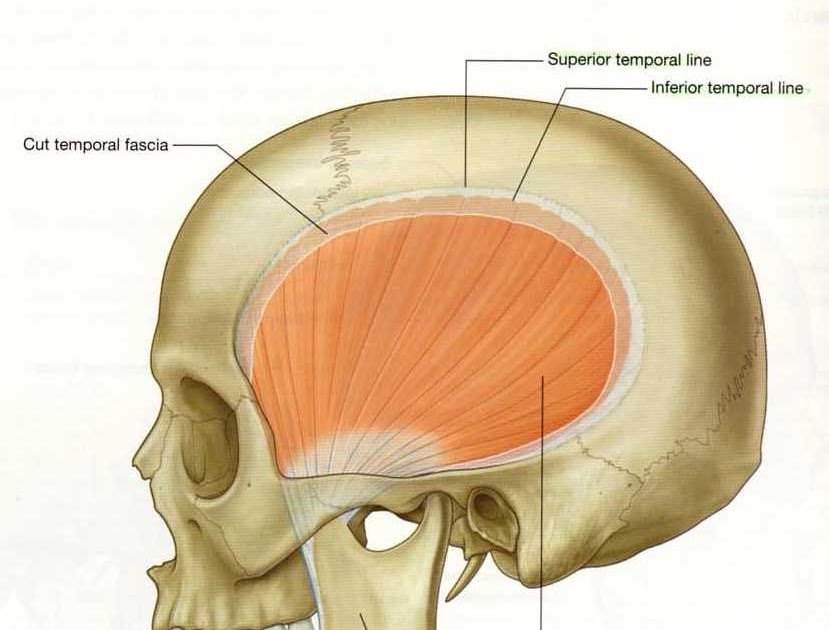 anatomy group D Temporal Fossa