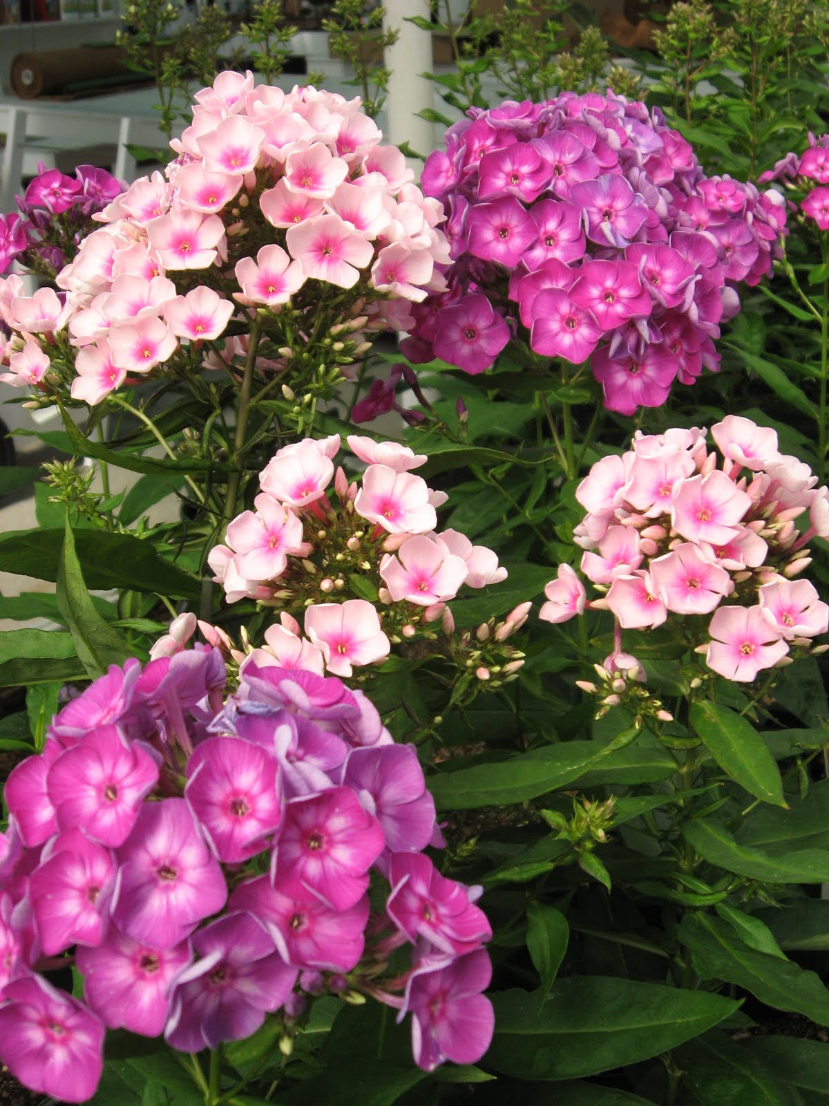 A. J. Rahn Greenhouses Perennial Tall Phlox