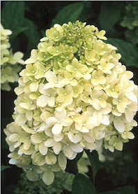 Mark S Garden Ruminations Wisconsin Gardening