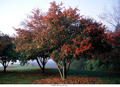 amur maple shrub