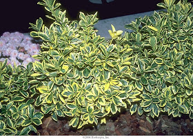 Gogardennow The Gardening Blog Wintercreeper An Under Rated