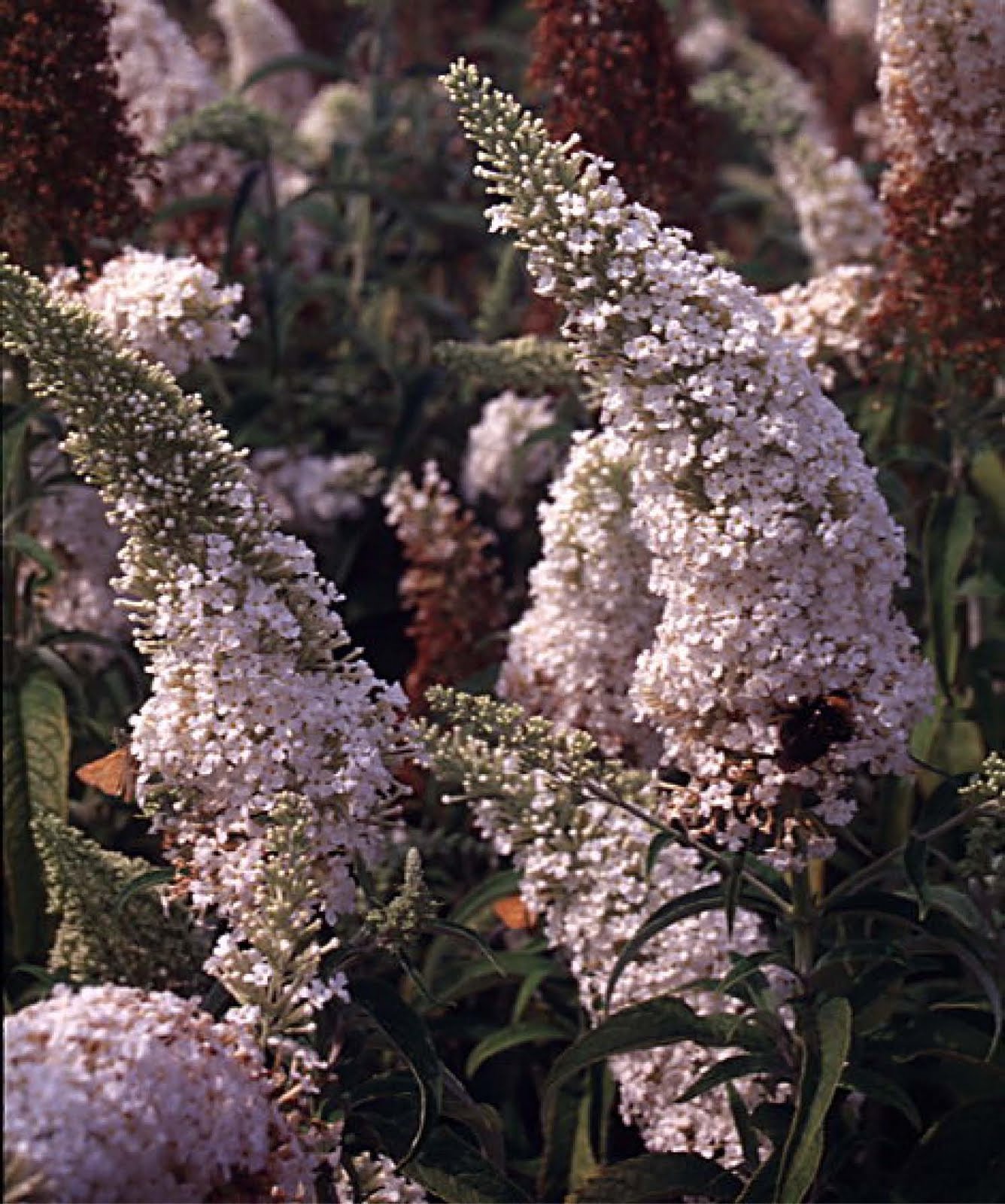 Sage Advice Buddleia The Butterfly Bush
