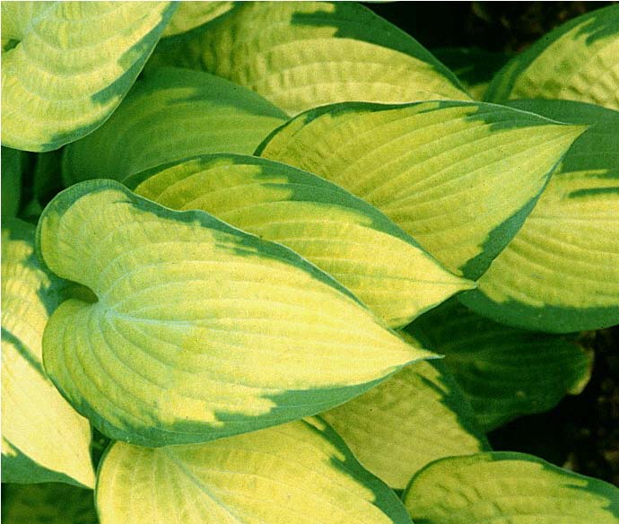 Beechwood Landscape Architecture And Construction 07 01 2010 08