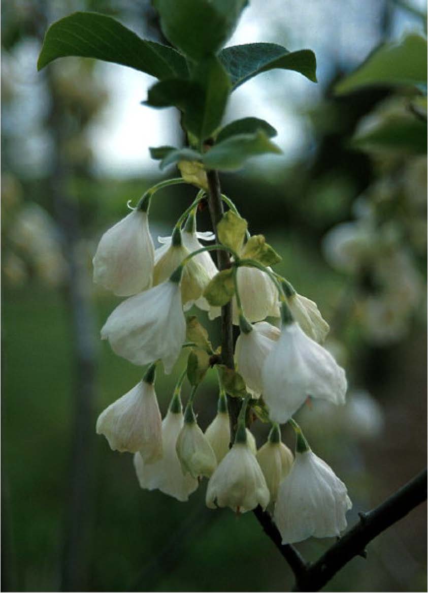 Beechwood Landscape Architecture and Construction Deciduous Tree Of